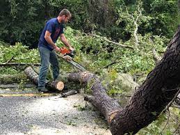 Best Tree Cabling and Bracing  in Suncrest, WA